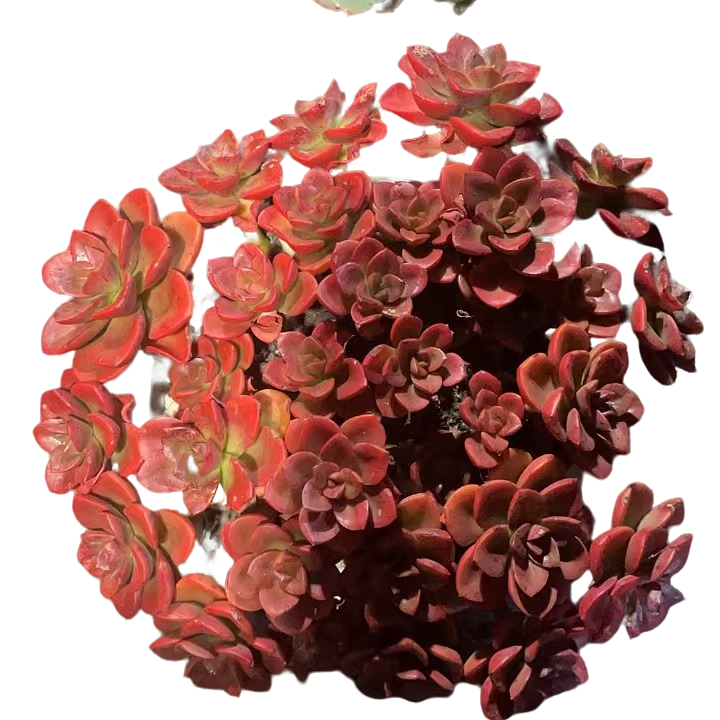 精品多肉 巧克力