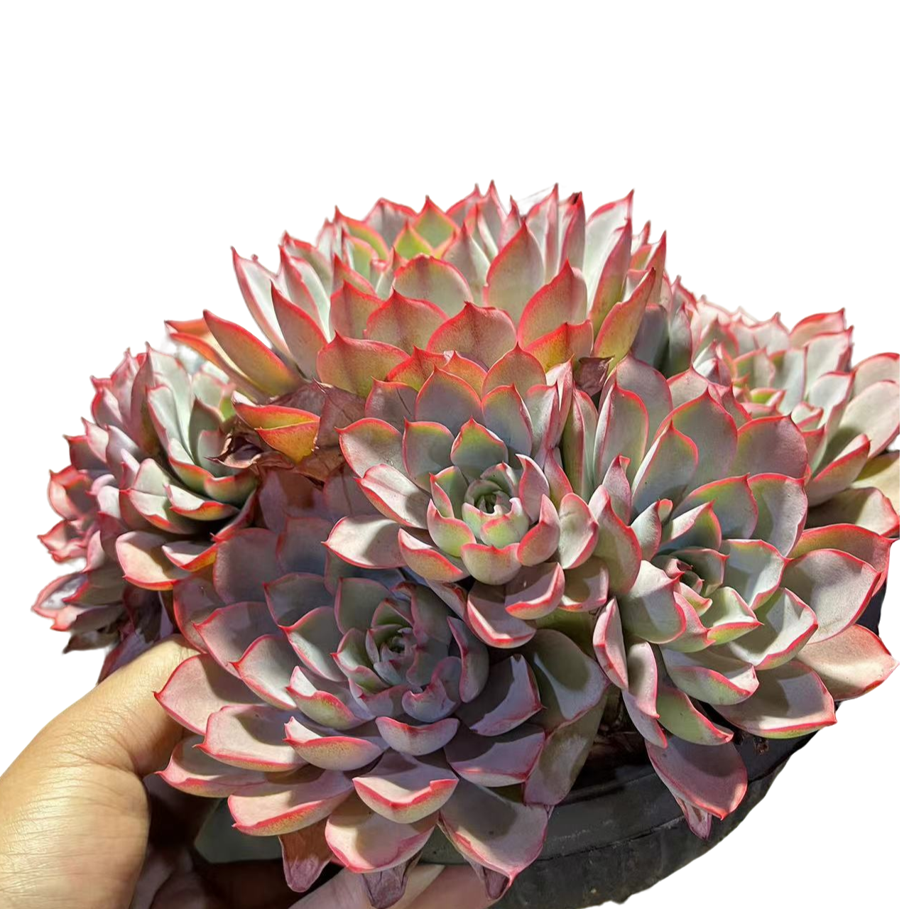 精品多肉 多头赫拉    