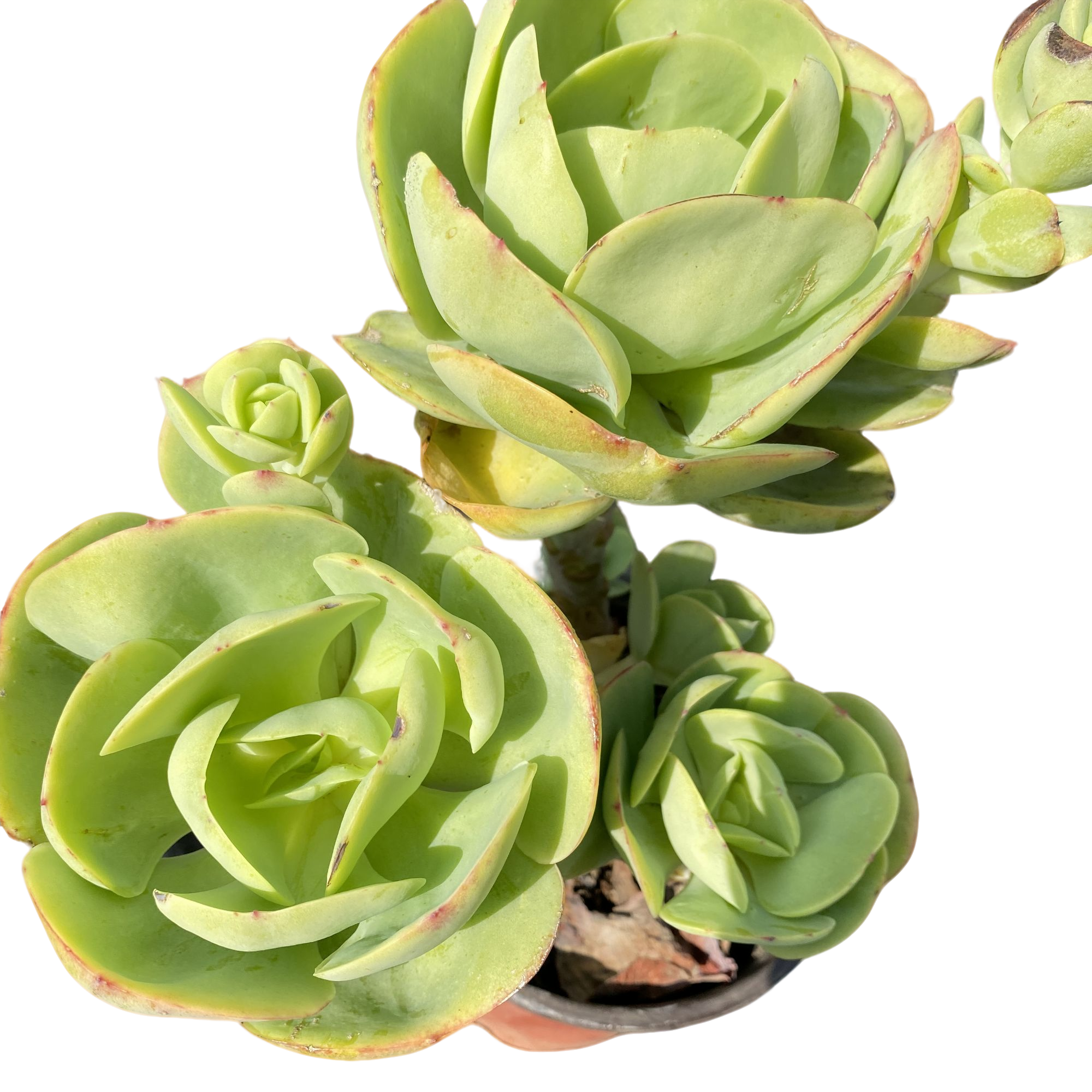 精品多肉   碧桃