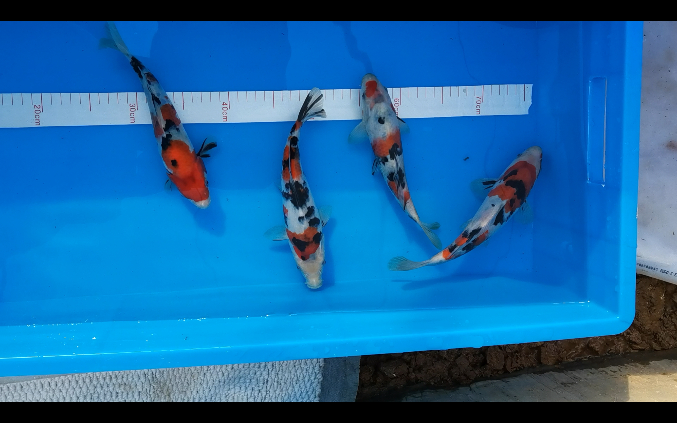 郭斌原厂红白昭和专拍