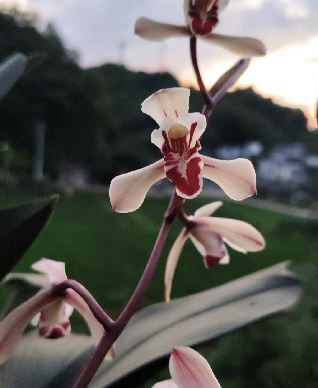 兔耳兰，盆景，国兰，观叶盆景，庭院盆景。