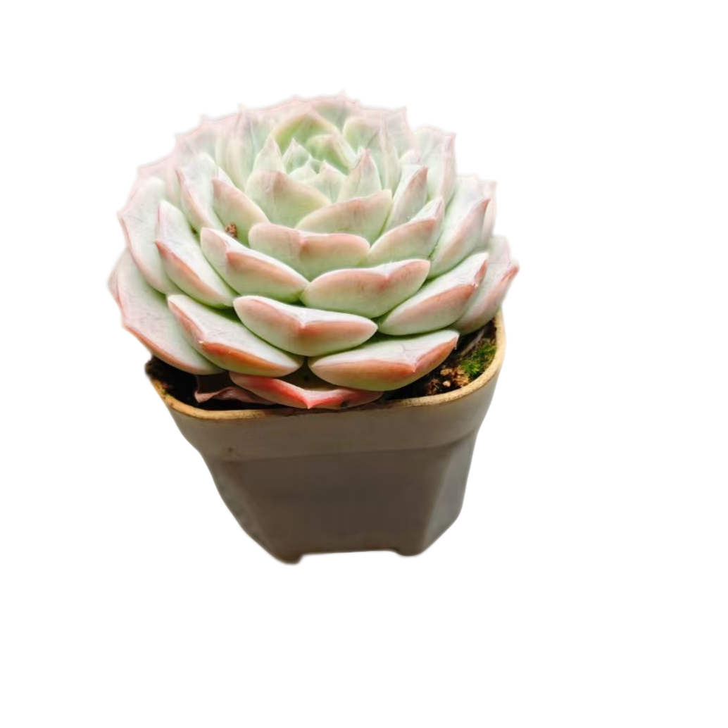 纯爱（55黑方杯）多肉植物【满19元包邮】【5cm冠幅起基地直发】