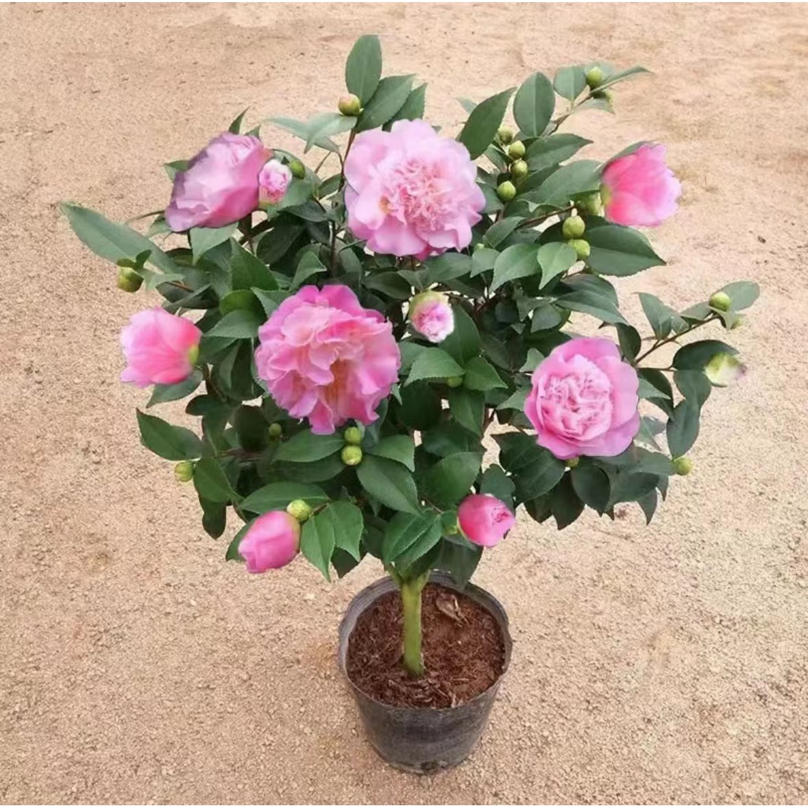 香妃50-60公分粉色大花浓香山茶花多季开花四季常青庭院阳台易活