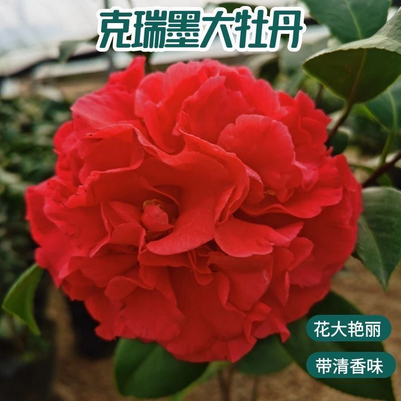 克瑞墨茶花 带花苞 红色大花 浓香型