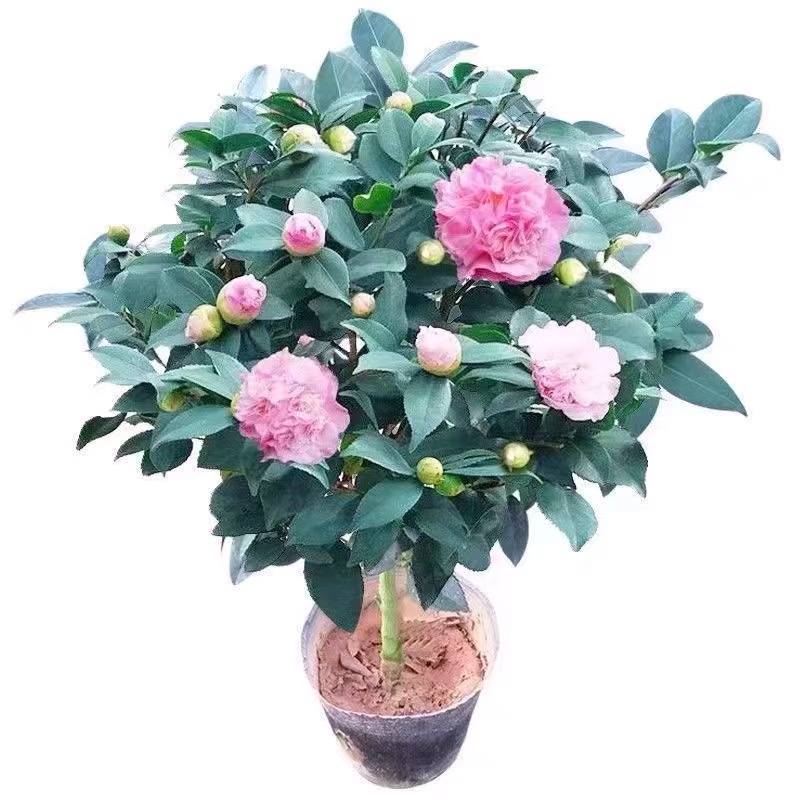 香妃茶花 粉色冬季开花四季常青 阳台易活 原盆原土发货