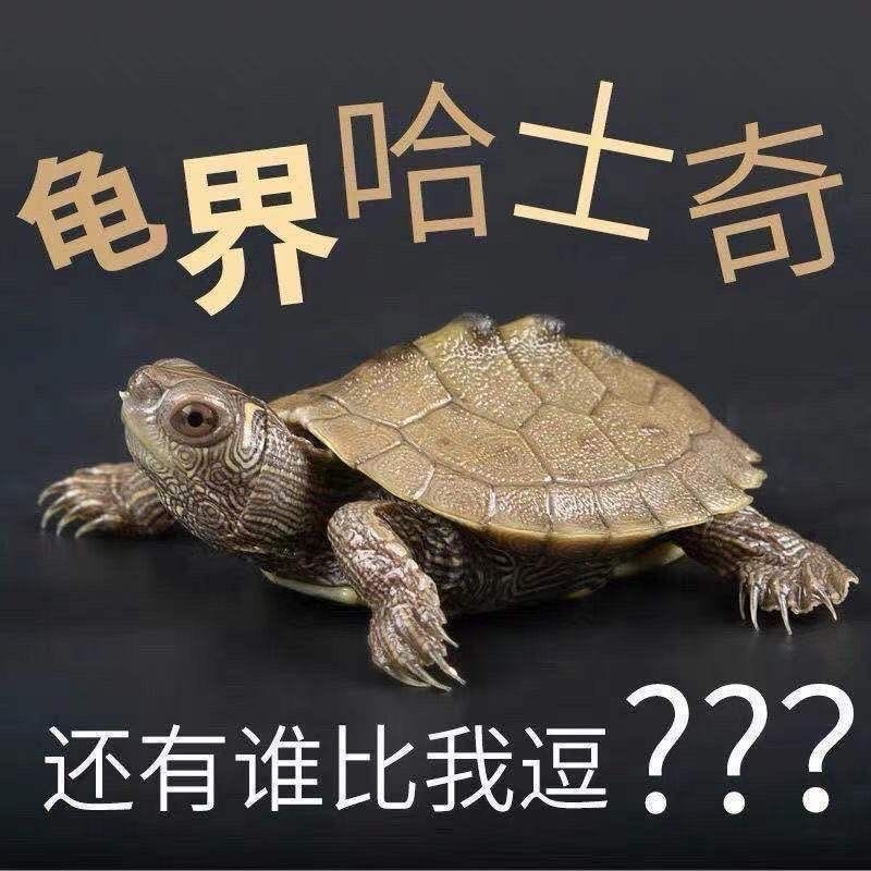 深水地图龟二哈龟鱼缸清粪互动鱼龟混养