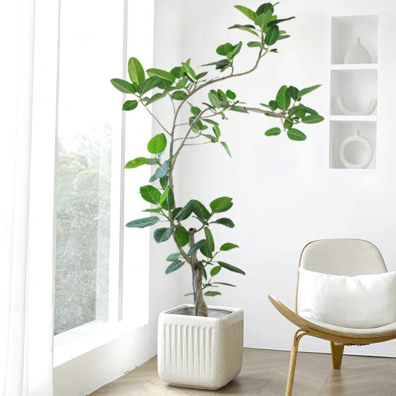 网红孟加拉榕家装氛围感小帮手轻松好养好打理