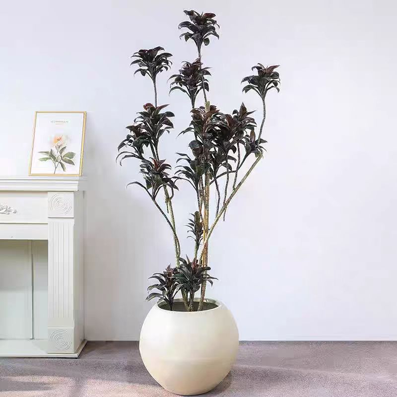 娃娃朱焦紫气东来绿植客厅大型盆栽老桩黑红叶吸甲醛耐阴