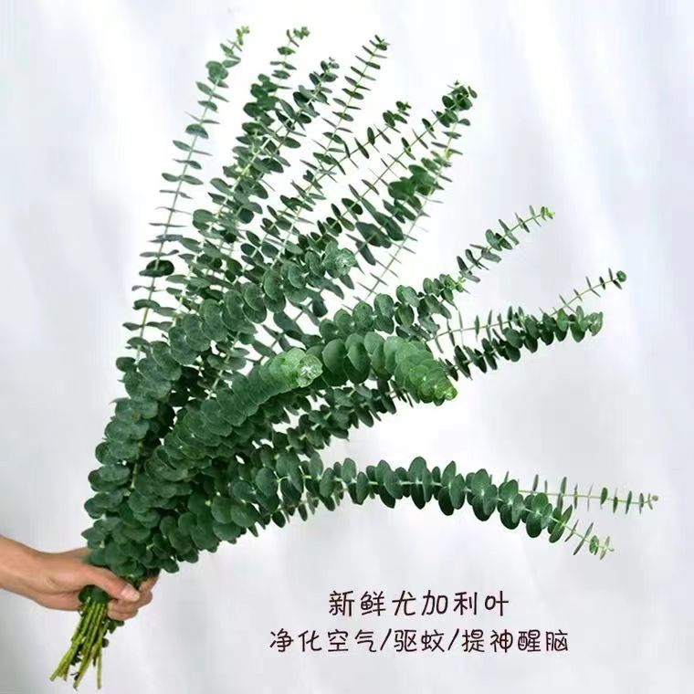 尤加利黄莺红豆洋甘菊各种配草（一单不发货）