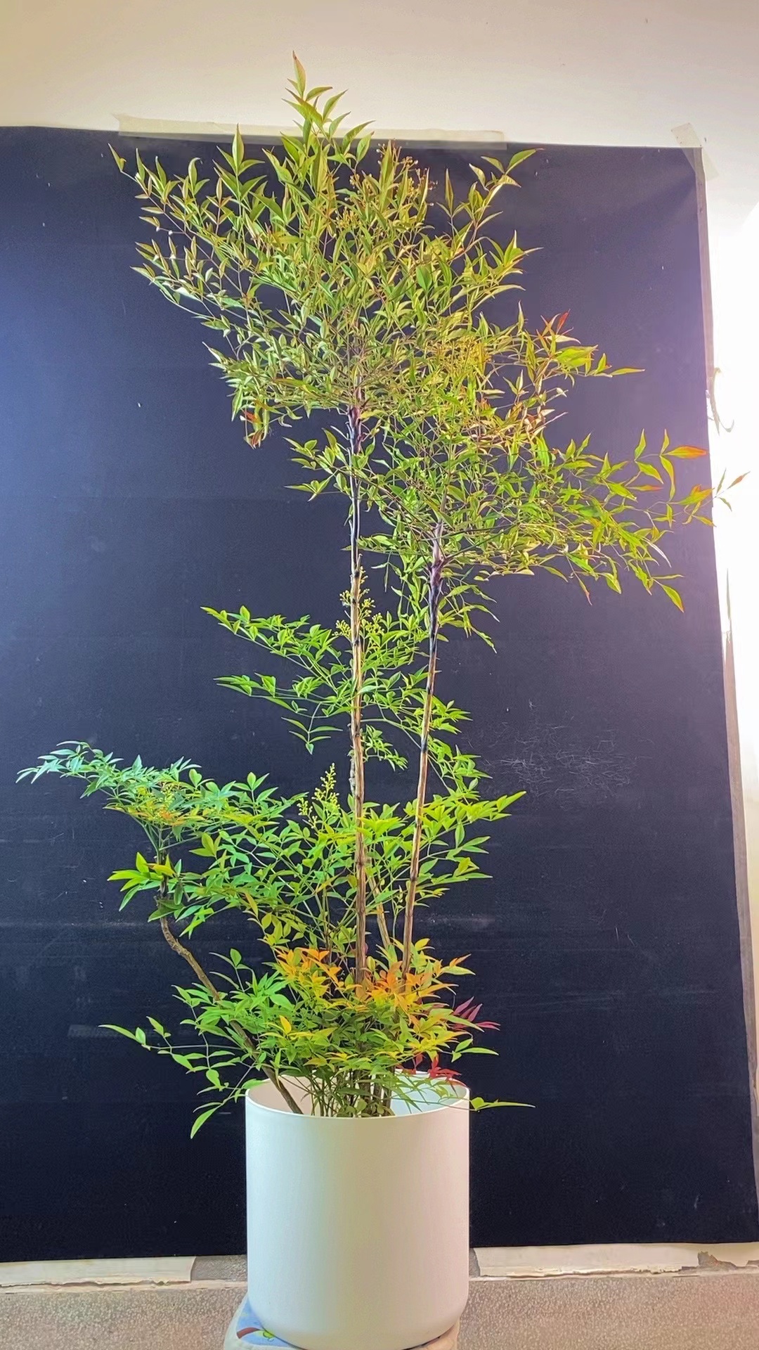 耐寒，耐热，耐旱，日常好养护的火焰南天竹，修剪，花园，室内外都适合