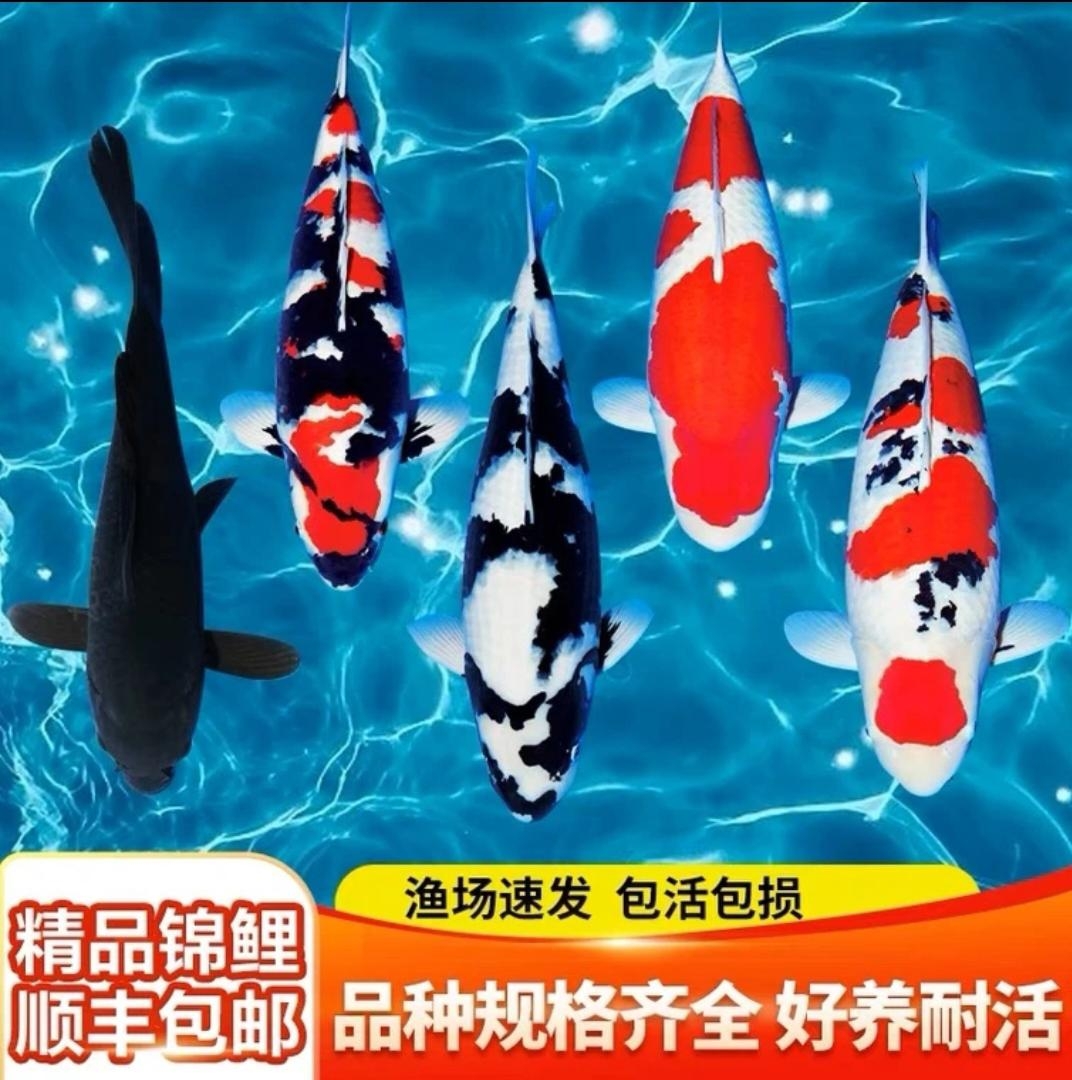 锦鲤活鱼大型好养耐活高档观赏鱼淡水鱼冷水鱼招财鱼