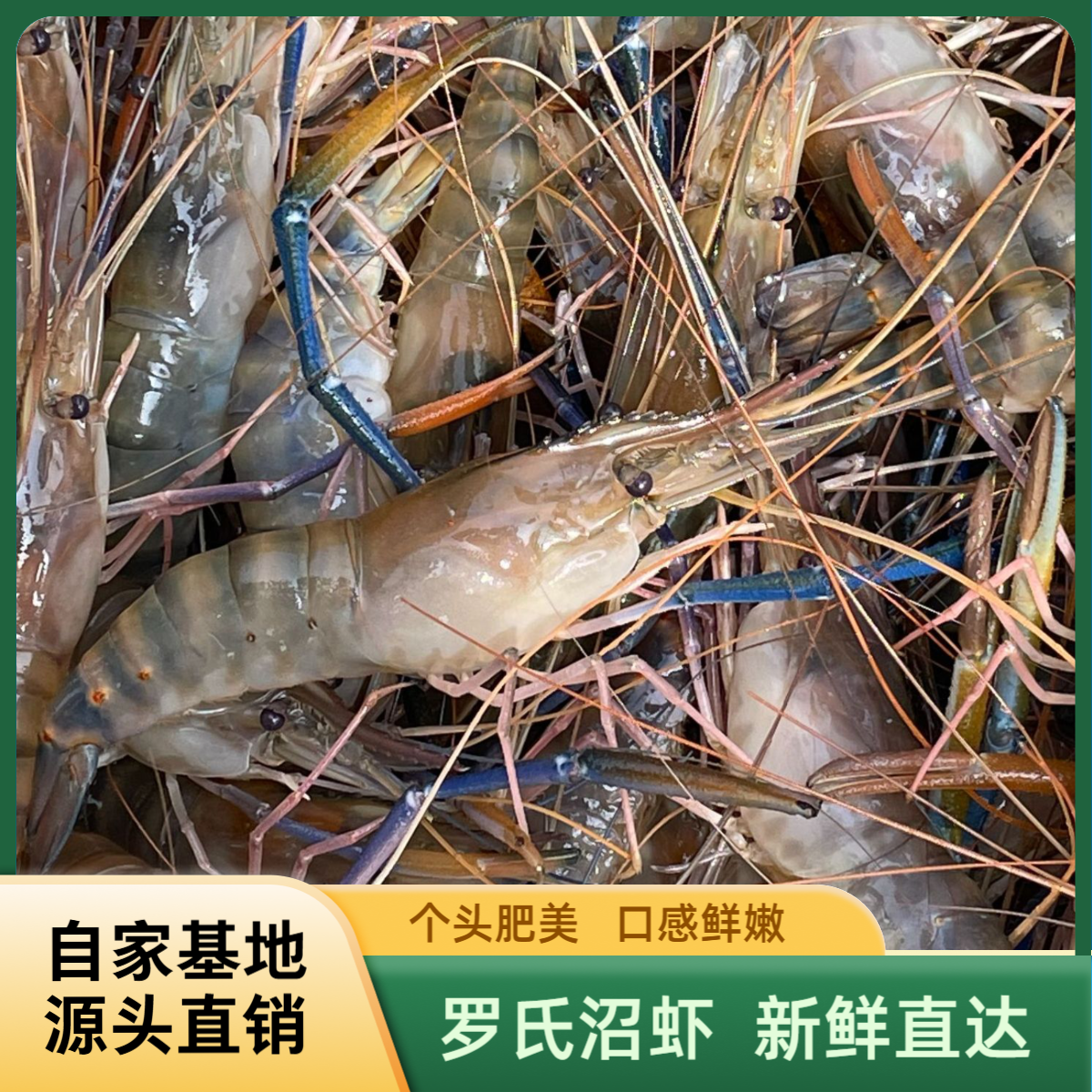 自养超大号罗氏沼虾直销 8-12条/斤 现捞现出 保鲜保肥不保活