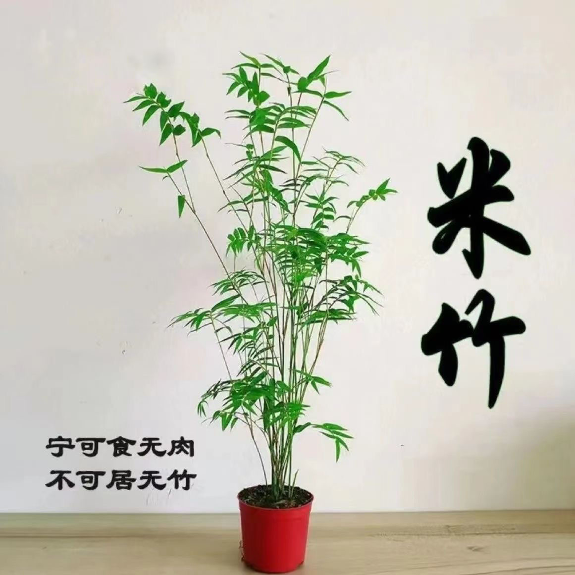 米竹禅意竹苔藓球观音竹盆栽绿植花卉好养竹
