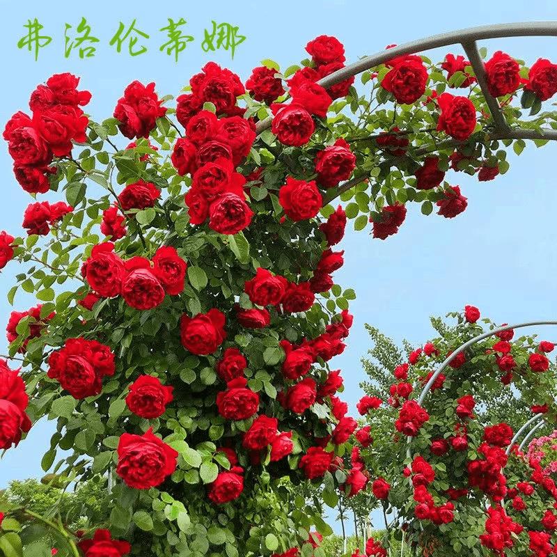 【弗洛伦蒂娜】四季开花爬藤蔷薇花苗藤本月季特大花苗植物庭院种植