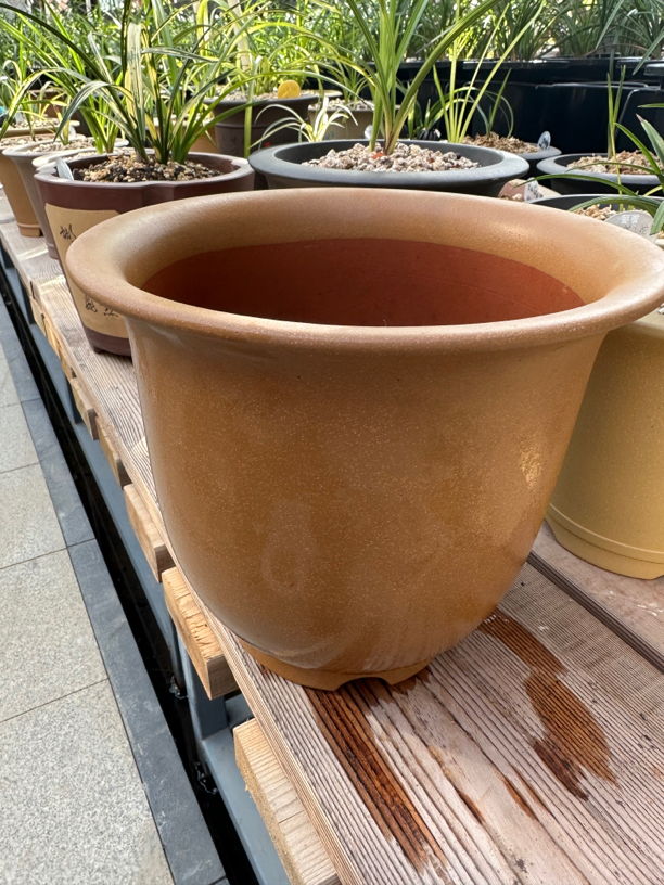 定制款金钟兰花盆