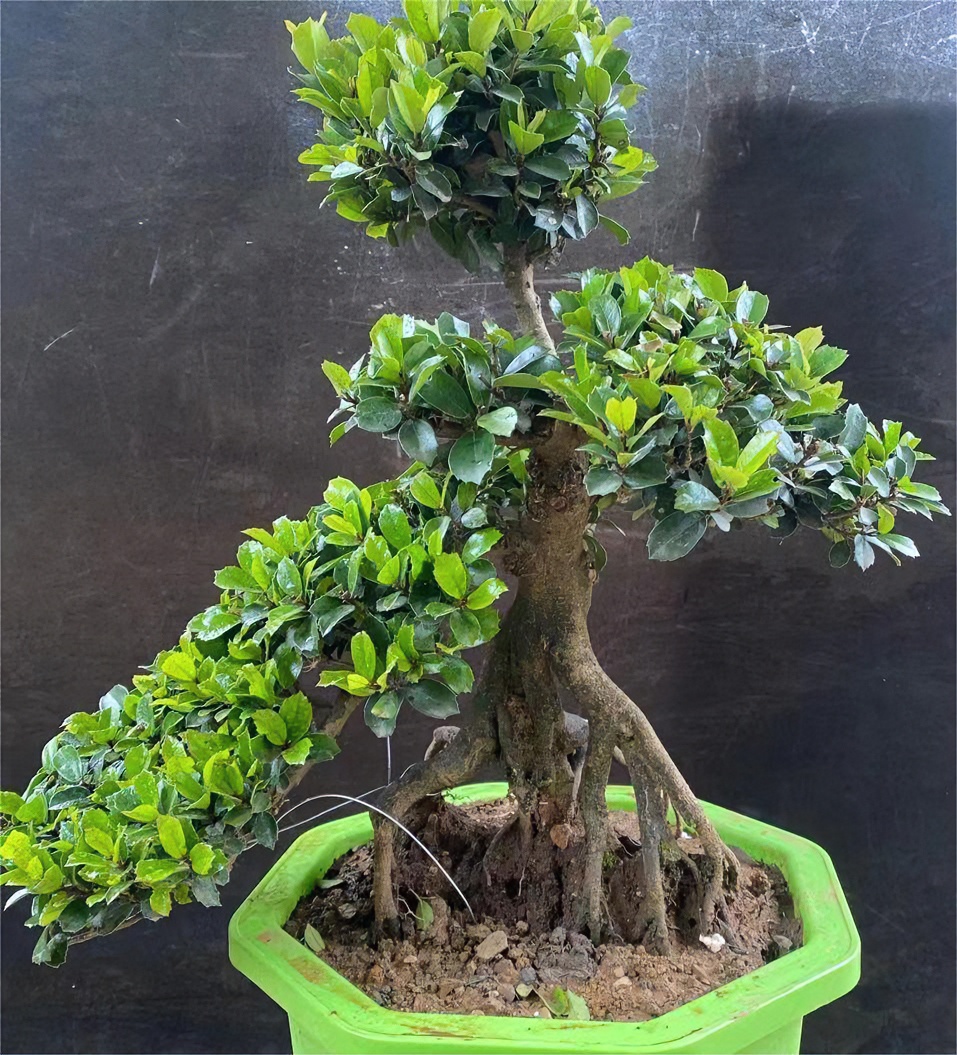 绿植盆景一物一拍  盆景 地景 老桩