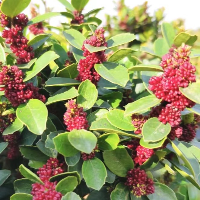 自选蚊母  盆景根艺绿植 不包邮 现货发出  