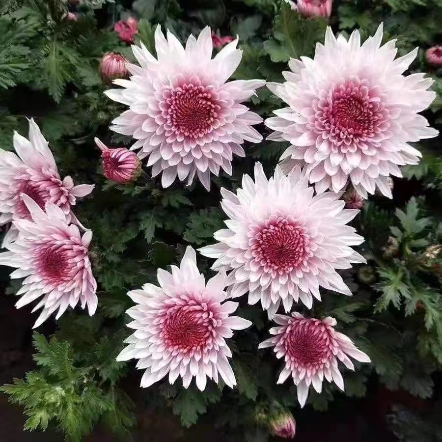 荷塘月色【带花苞】菊花盆栽九月菊多季开花室内花卉植物