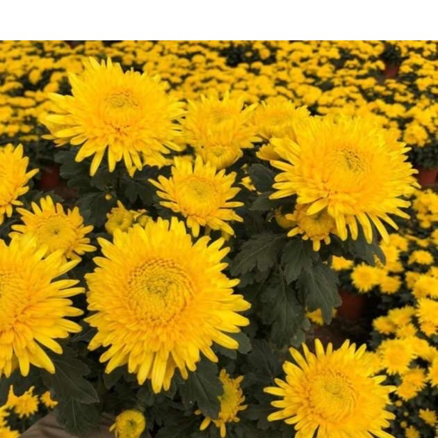 大皇冠【带花苞】菊花盆栽九月菊多季开花室内花卉植物