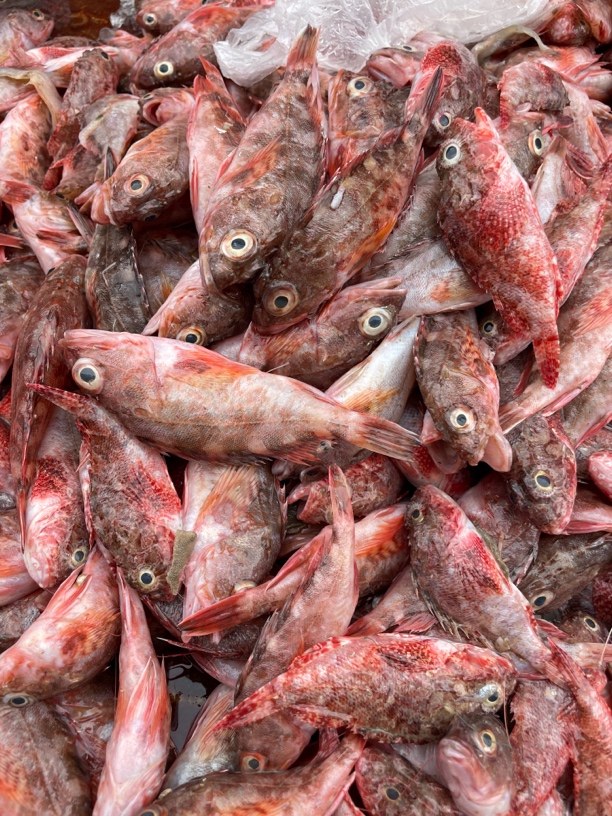 惠来澳角小排船扫莲的石九公鱼5斤