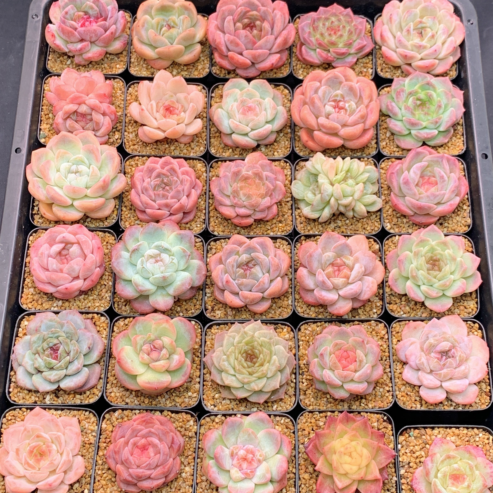 多肉植物 漫城花园 十号链接 04222-04246 1/4 周四晚上
