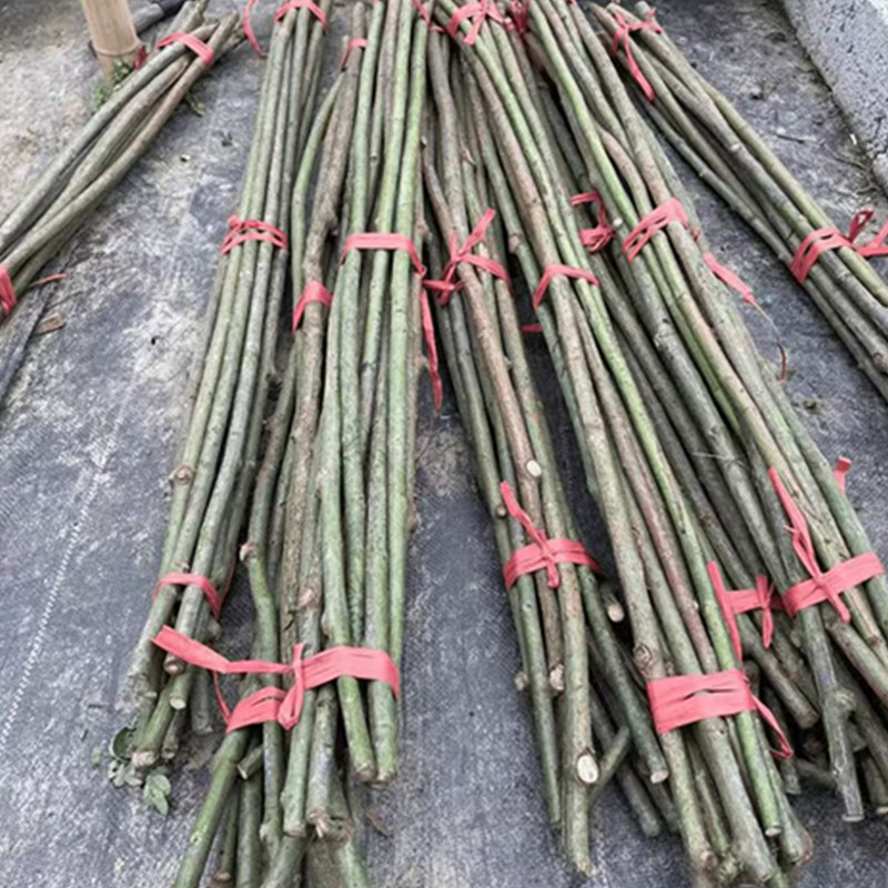 嫁接日本无刺蔷薇杆    嫁接棒棒糖   树月   