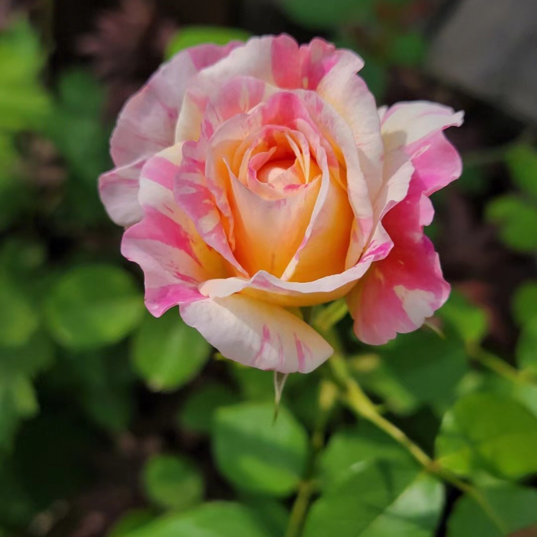 条纹大花法国莫奈耐嗮丰花勤花庭院盆栽植物