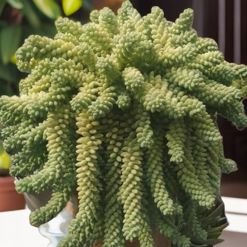 彩虹玉缀坠吊兰垂挂新手好养大颗办公室阳台花卉绿植盆栽多肉植物