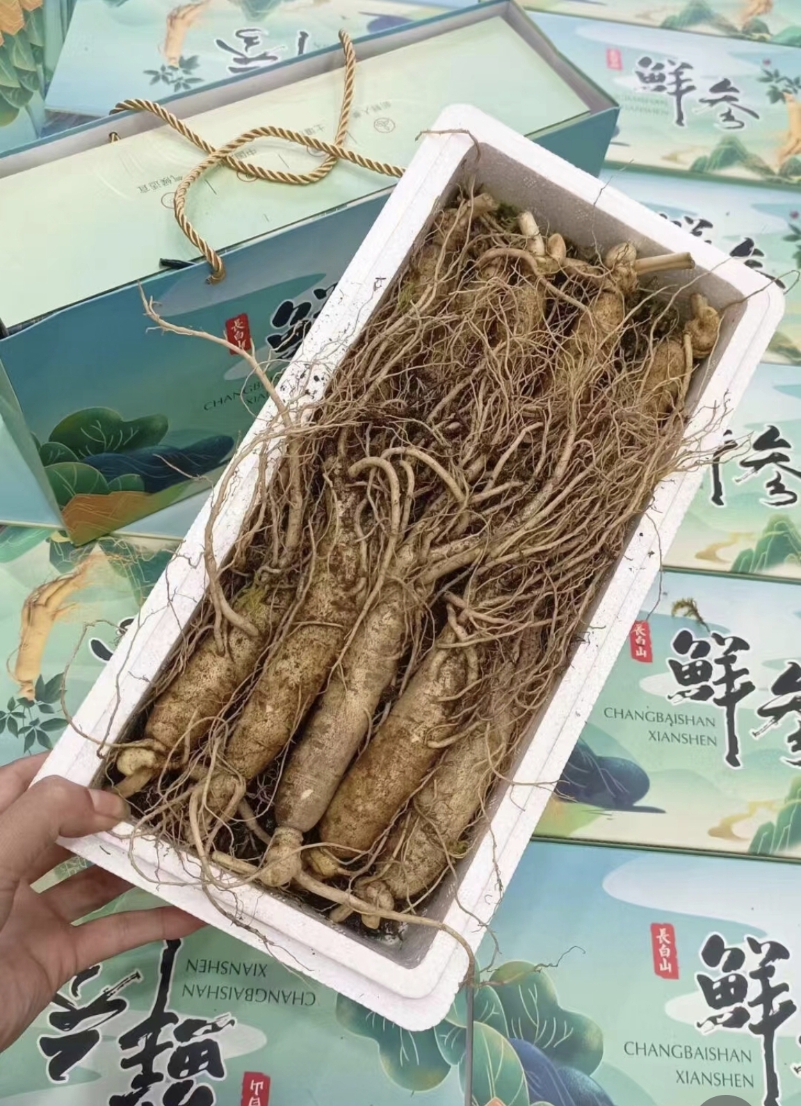 长白山人参一盒10棵（500克）