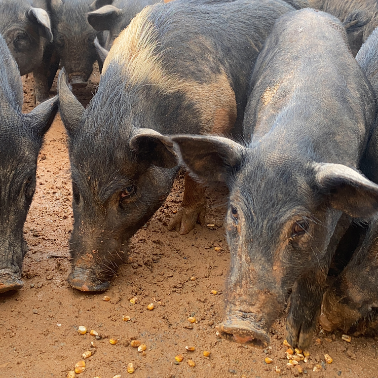 安徽九华山农村散养粮食黑毛猪肉 新鲜猪肉『极速低温冷冻发货』