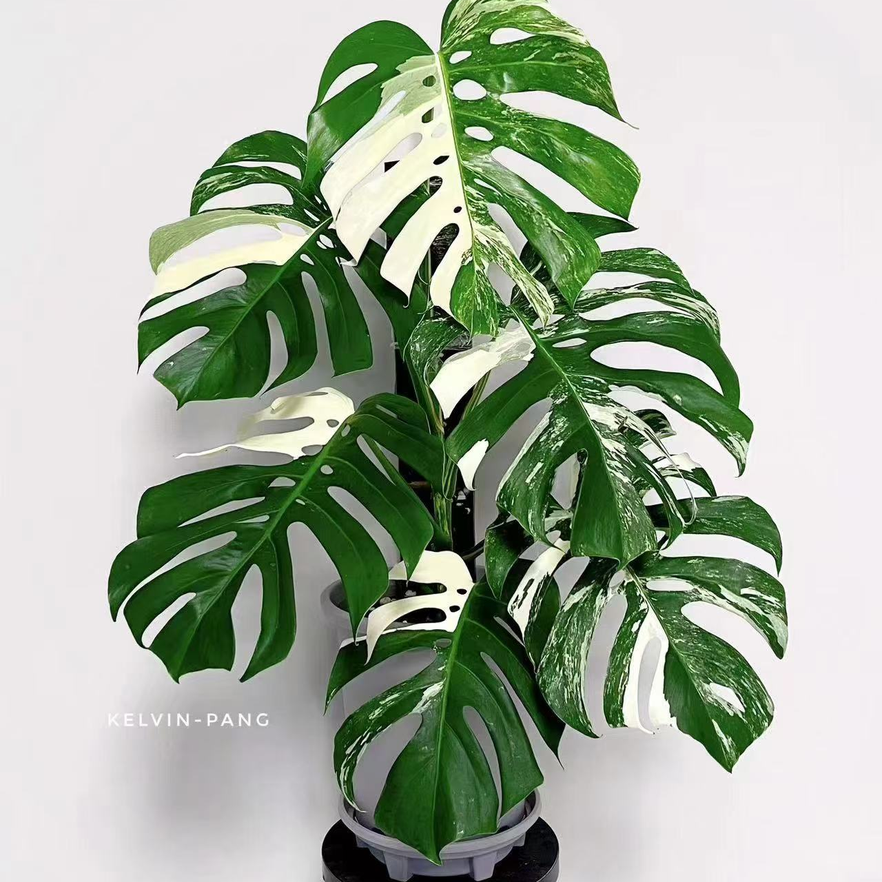 嘉汇园艺洒金龟背竹