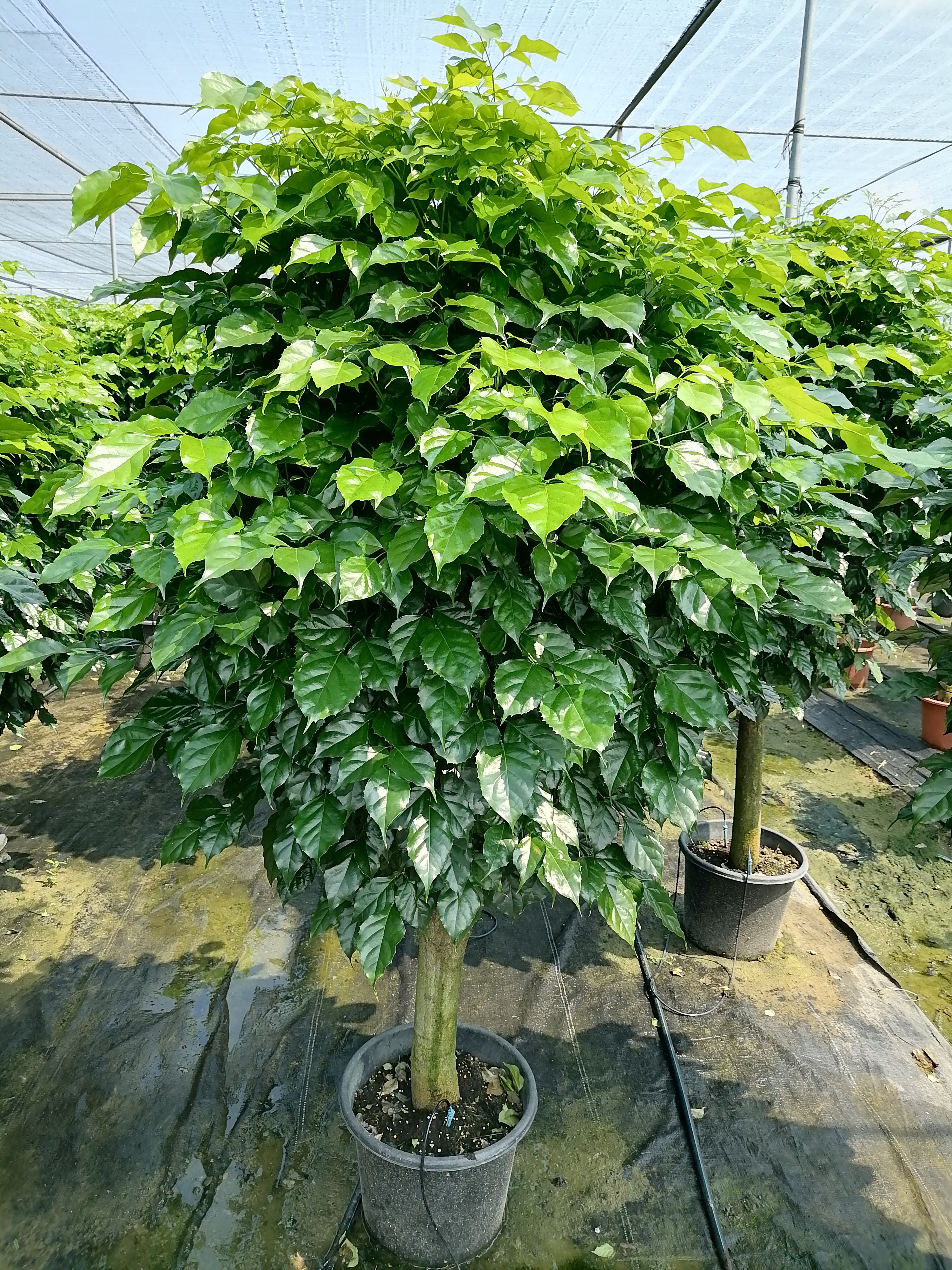 幸福树老桩四季常青，室内外吸收甲醛净化空气顺丰送货上门