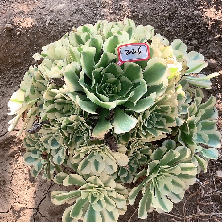 绿豆沙多肉植物226
