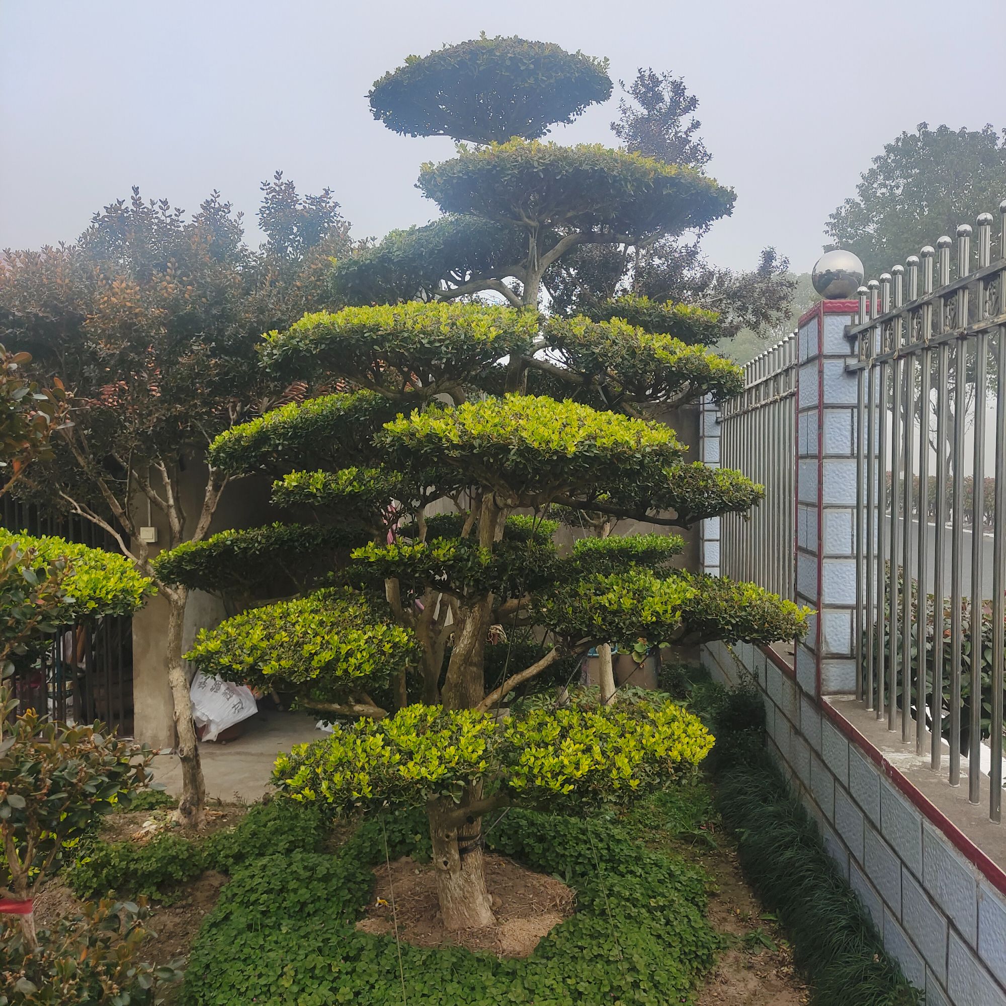 造型黄杨庭院景观树 适合别墅绿化