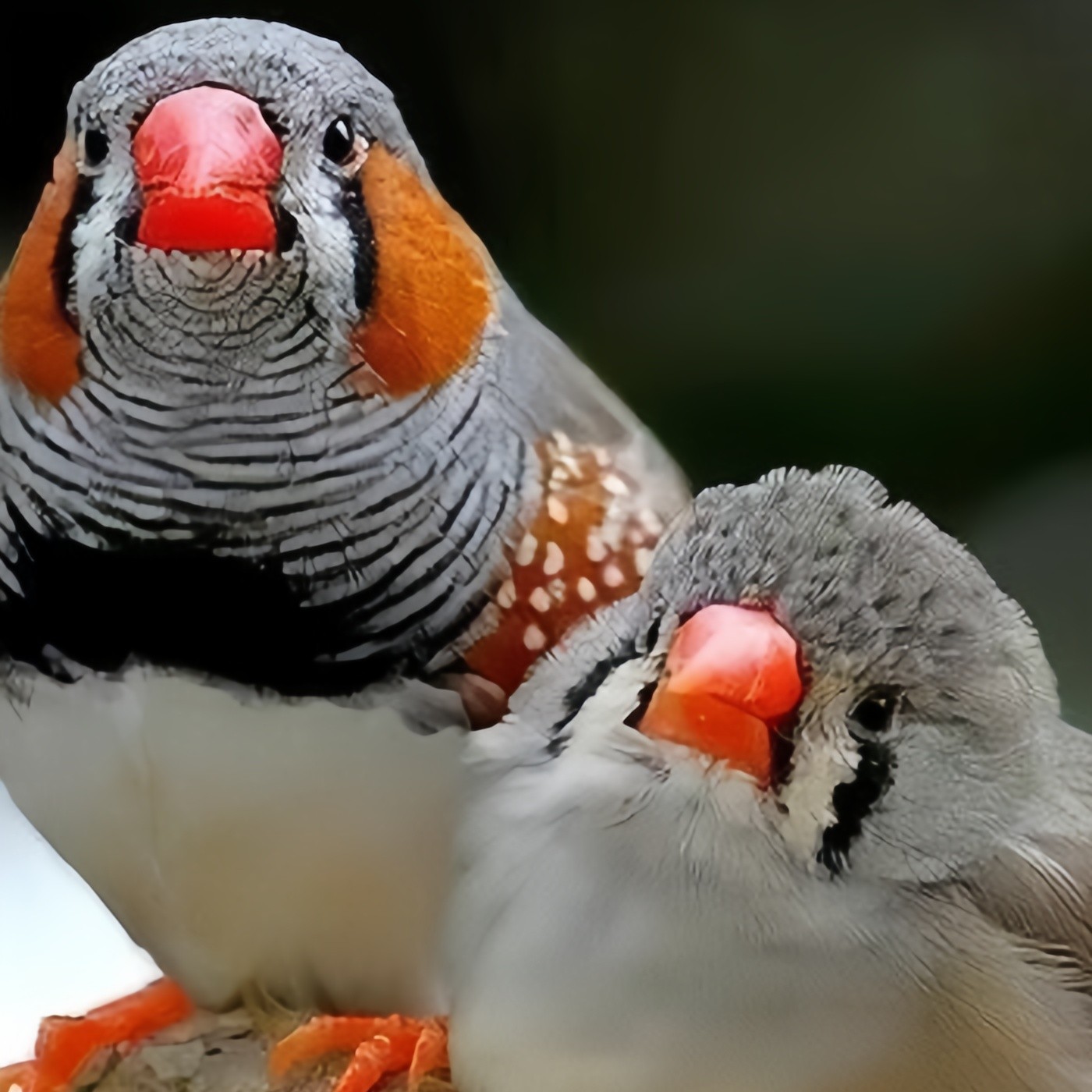 珍珠鸟成年种鸟单只配对链接包邮包活包健康活体宠物鸟