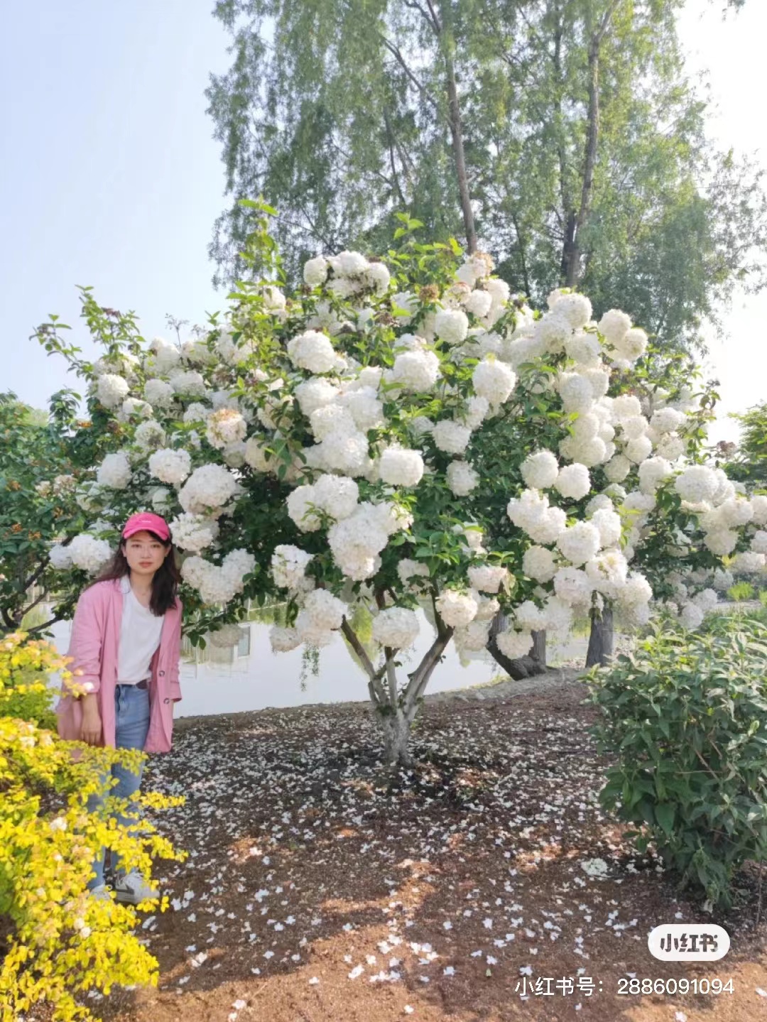 中华木绣球斗球别墅花园庭院花卉耐寒耐晒开花爆盆
