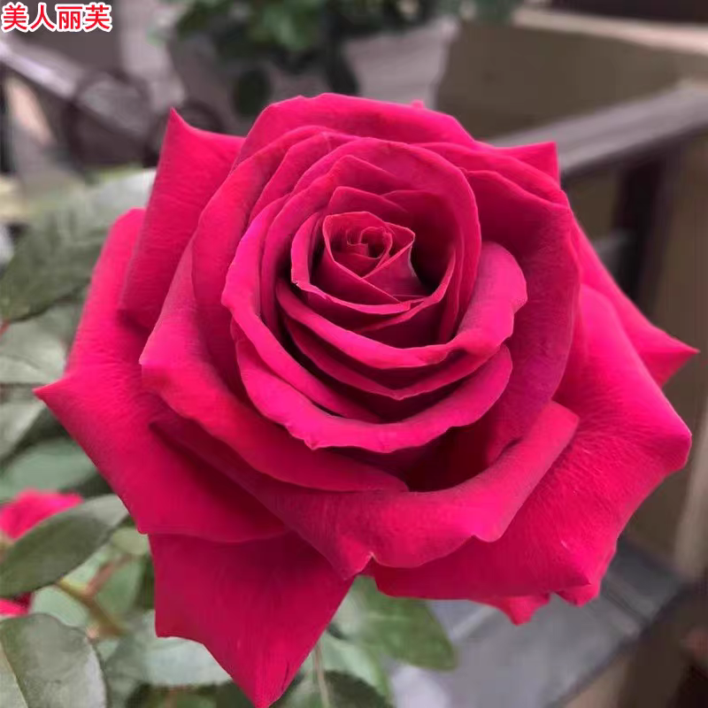 法国新品美人丽芙月季苗大花浓香庭院阳台盆栽四季开花扦插苗