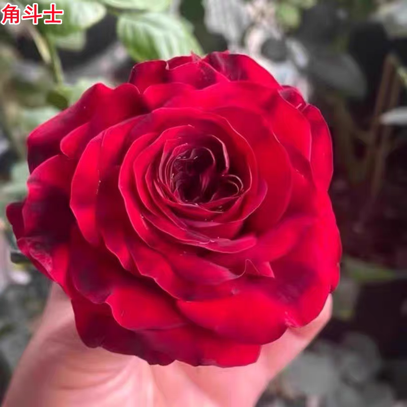 超新品角斗士月季苗肯尼亚切花玫瑰灌木大花庭院阳台盆栽四季开花