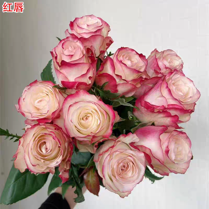 超新品红唇月季复色灌木大花直立庭院阳台盆栽四季开花切花玫瑰