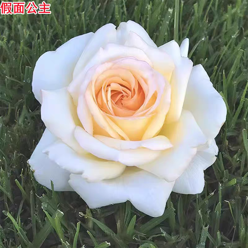 新品尼普月季假面公主灌木大花浓香adr认证庭院阳台盆栽四季开花