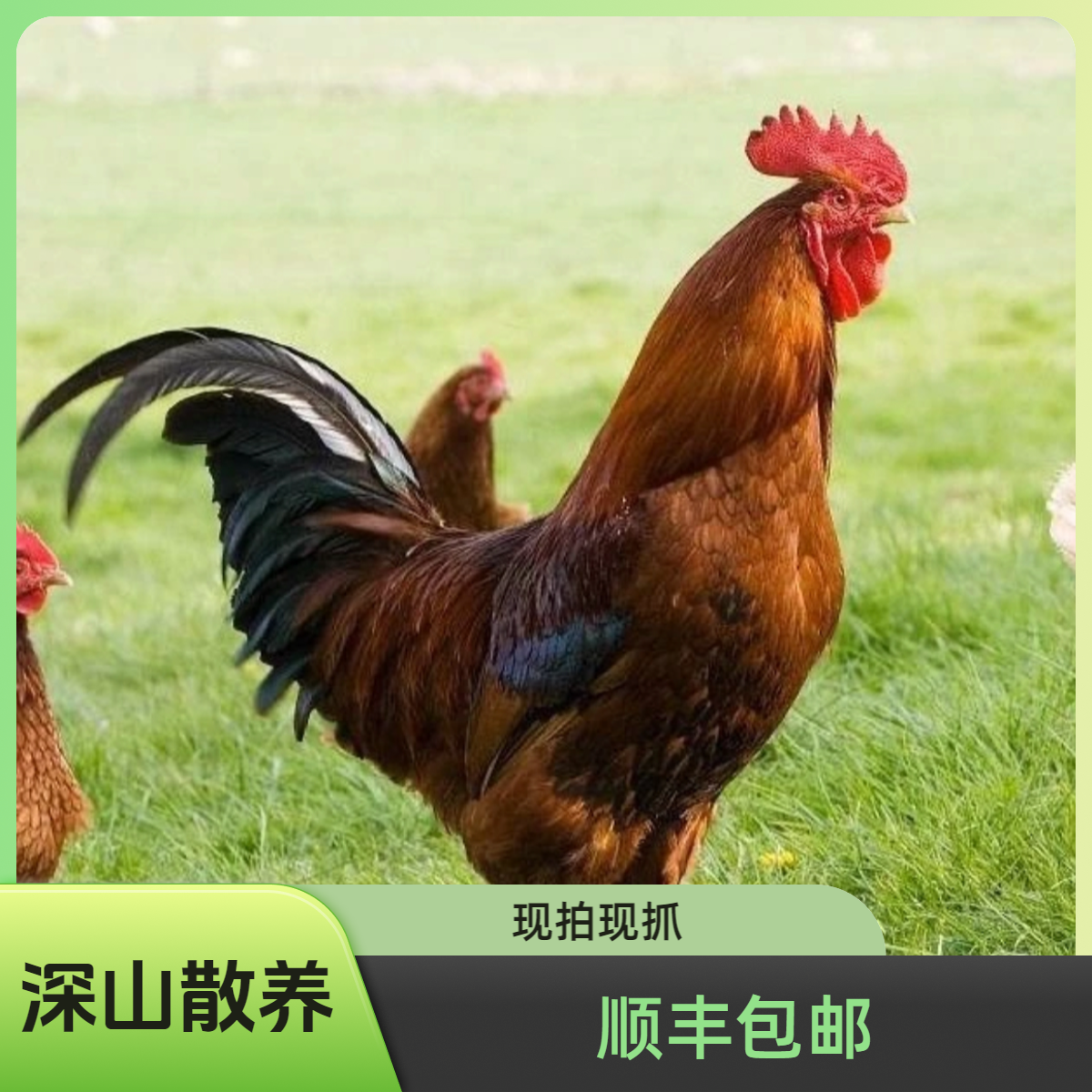 正宗纯粮散养老土鸡肉(一年到两年以上)顺丰冷链包邮