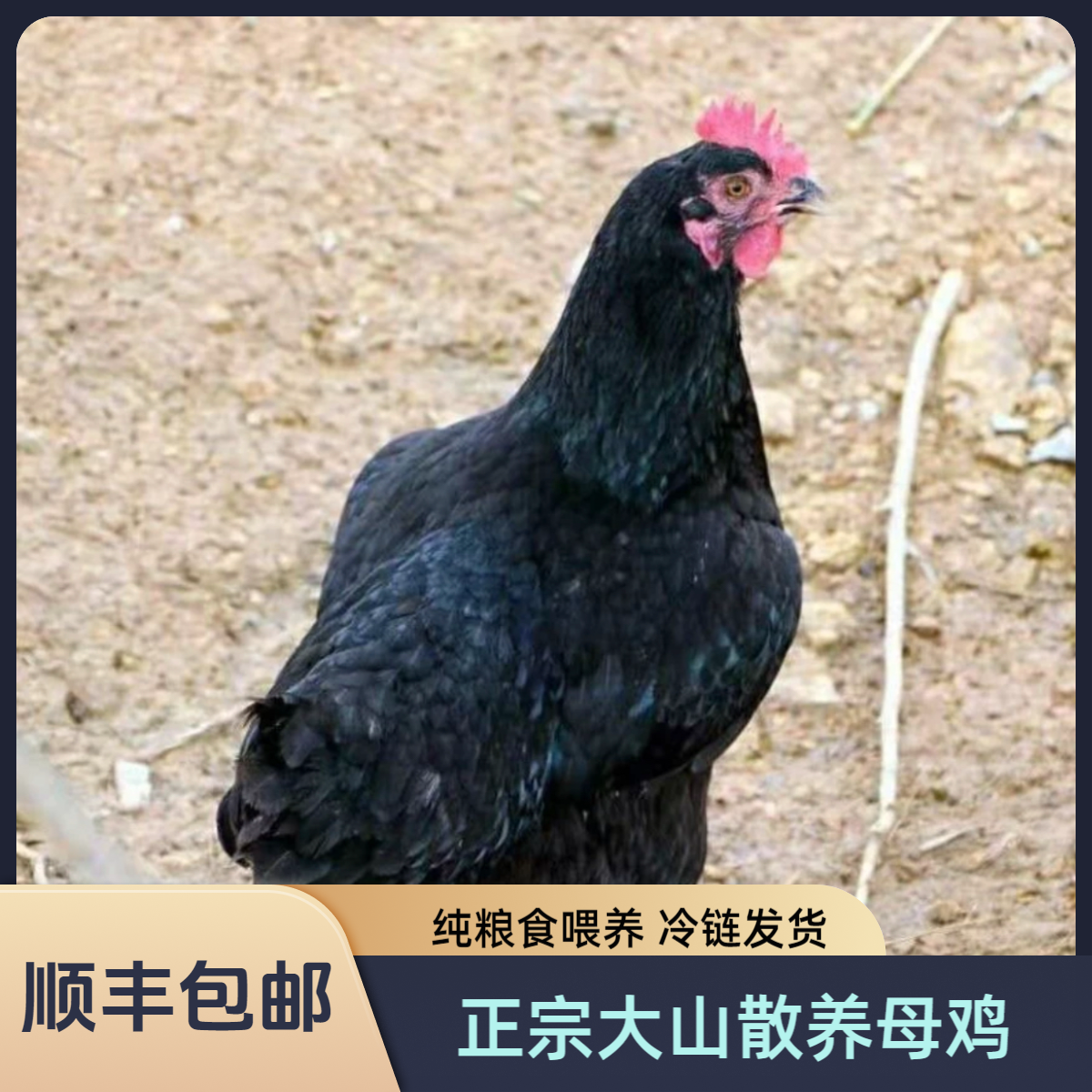 正宗大山散养母鸡纯粮食喂养（毛重3-6斤）老母鸡土鸡土鸡