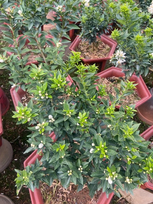 400-1000 老桩造型八房柑盆景精品绿植意境感高级绿植名贵八房柑