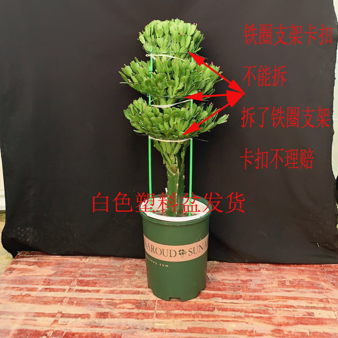【三层蟹爪兰】野生三角柱嫁接蟹爪兰----铁圈支架卡扣扎带不能拆