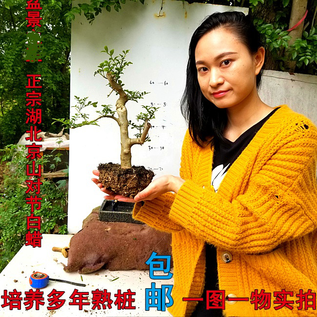 对节白蜡盆景造型老桩盆栽
