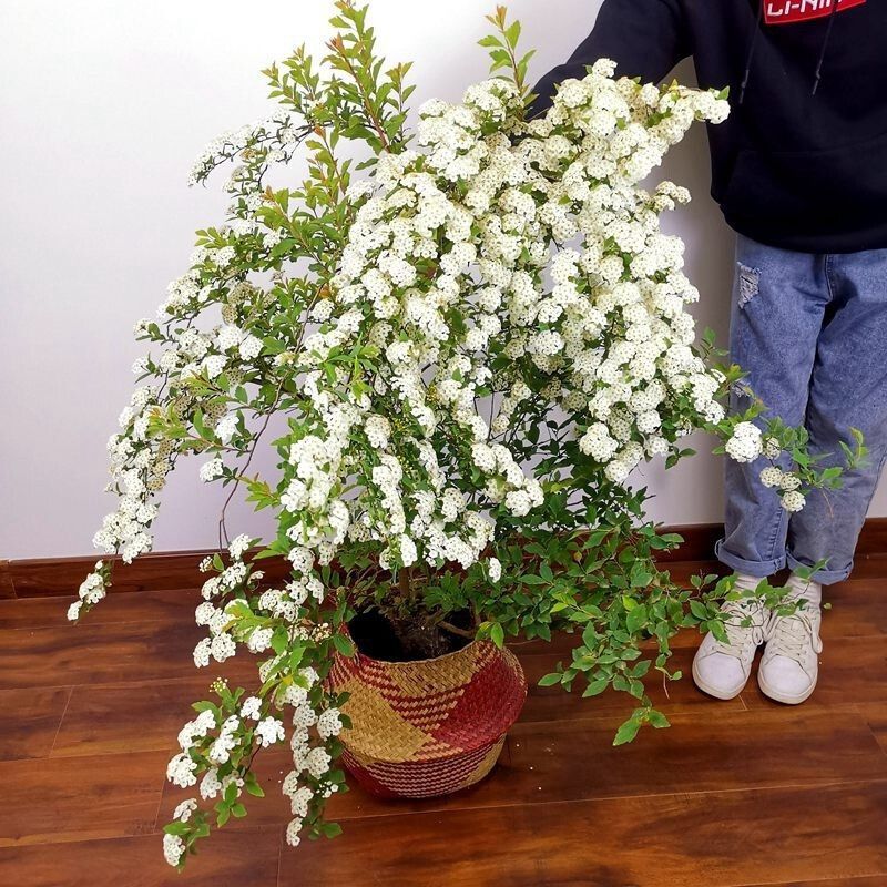 花园阳台菱叶绣线菊垂吊小手球喷雪花观叶植物耐热耐寒花卉盆栽