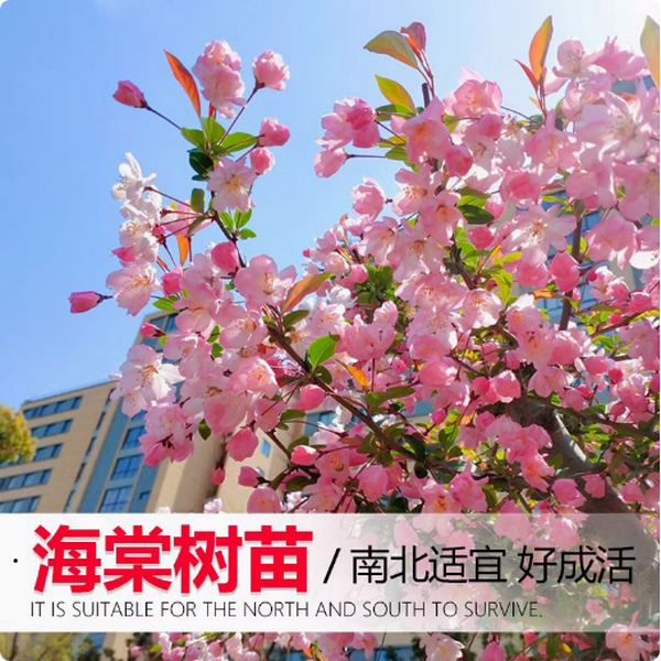 高杆海棠树苗盆栽西府海棠树垂丝海棠花苗北美海棠庭院大型风景树