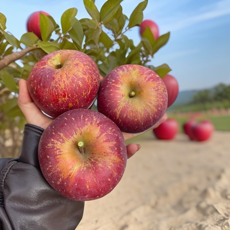 昭通苹果昭通正宗山地高原糖心苹果丑苹果红富士苹果整箱发货