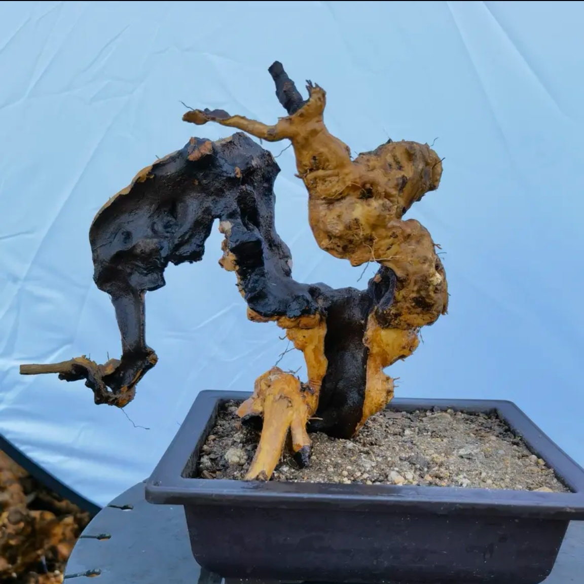 黄荆直播一物一拍，自行下单随机发货（偏远地区不包邮）