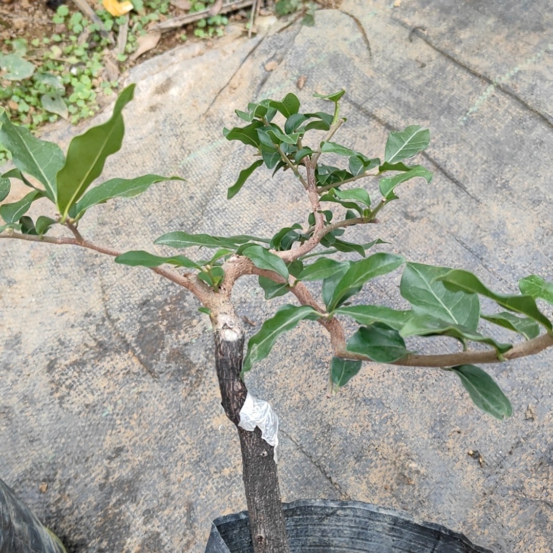 盆景素材，一物一拍，单拍无效